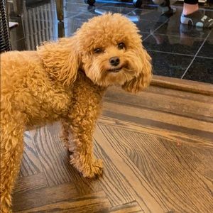 Meet your Posher, Lisa